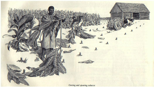 significance of tobacco in jamestown jamestown